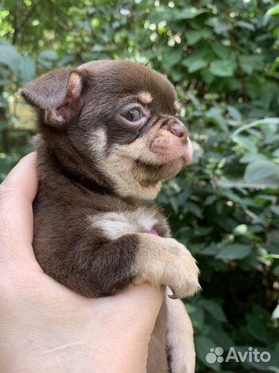 Шоколадный мальчик мини