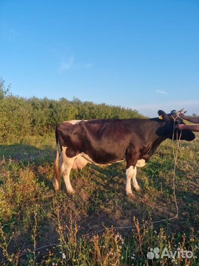Коровы дойные молочные
