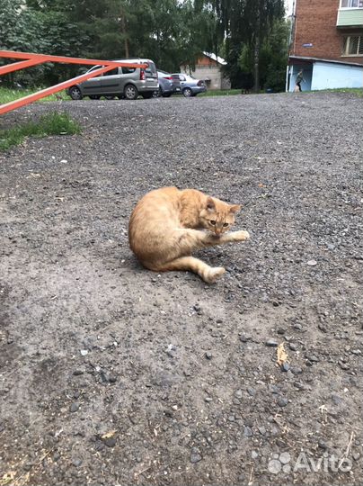 Котик очень ищет дом
