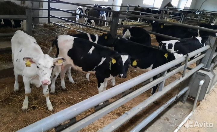 Телята бычки