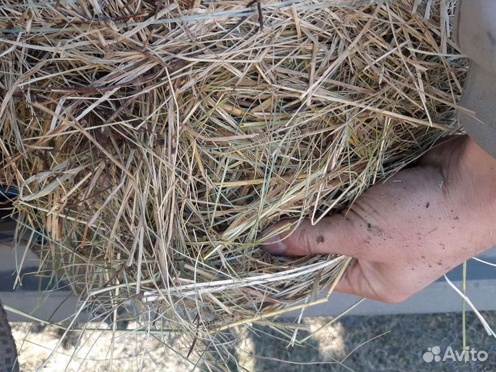 Сено в рулонах с доставкой