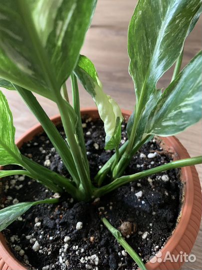 Спатифиллум Пикассо и Джемини