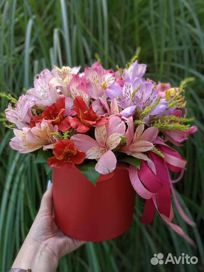 Альстромерия