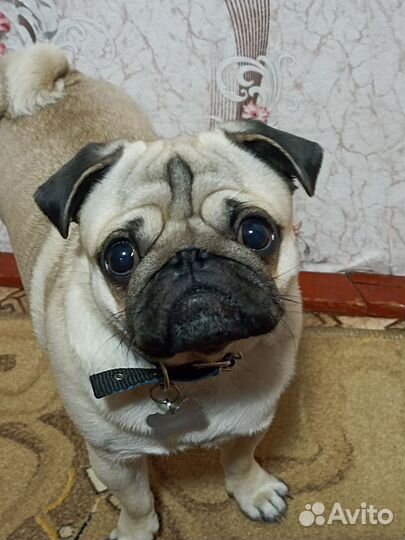 Мальчик ищет девочку. Вязка