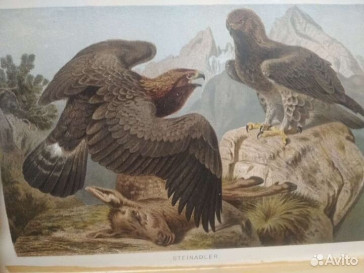 Брэм на немецком 1892г