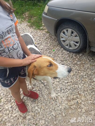 Найдена собака