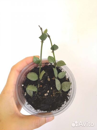 Хойя Эллиптика Керри Вайетти Куртиси