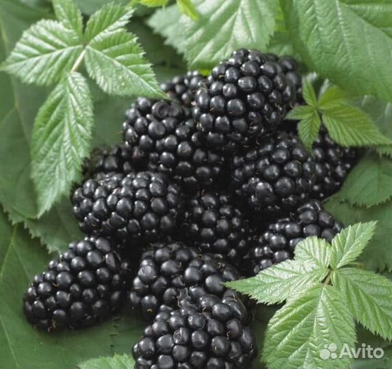 Ежевика, Ежемалина