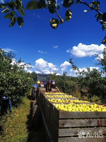 Сбор яблок Тульская обл. 3-х разовое питание