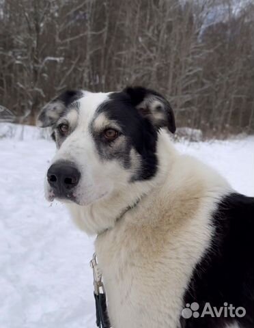 Добряк Каспер