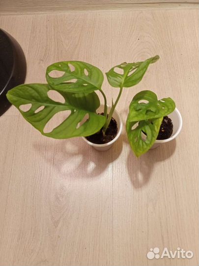 Монстера, Ирезине