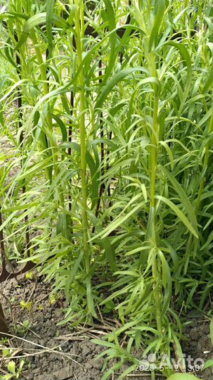 Растения Эстрагон Мята Мелисса Укроп зонтики