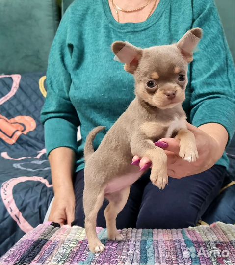 Лиловая красотка