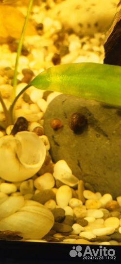 Улитки аквариумные