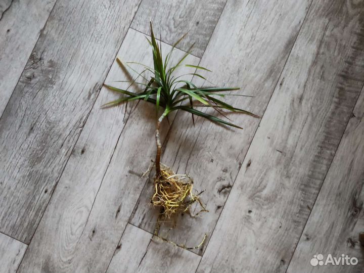 Пальма драцена