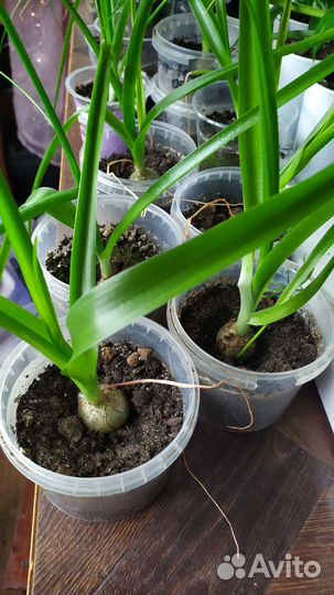 Индийский лук