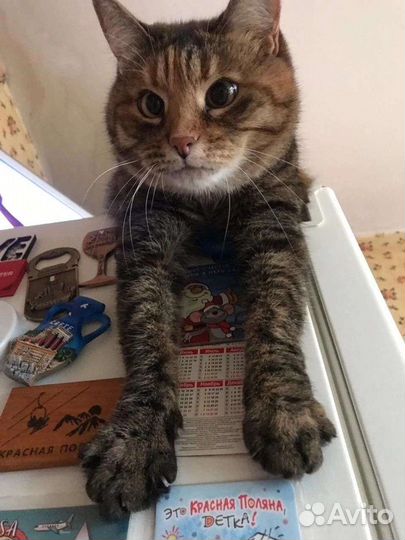 Кошка в добрые руки