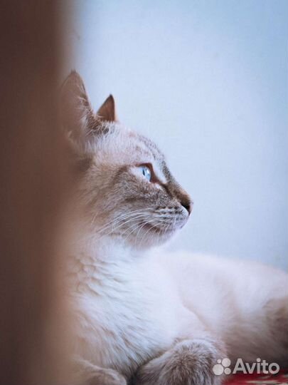 Кошки бесплатно