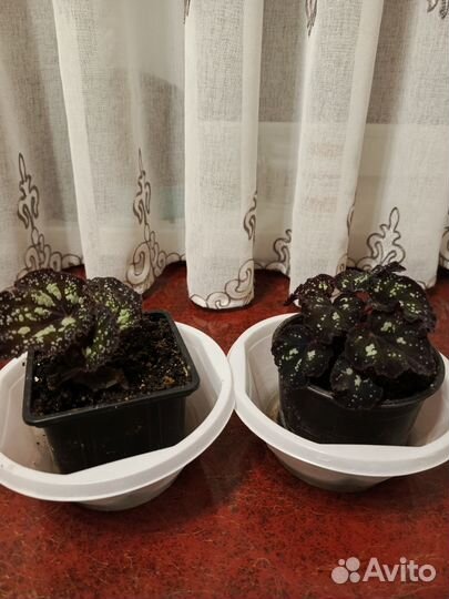 Бегонии сорт Дольче вита