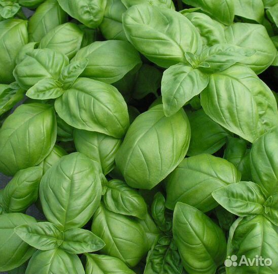 Базилик в горшке (горшочке)