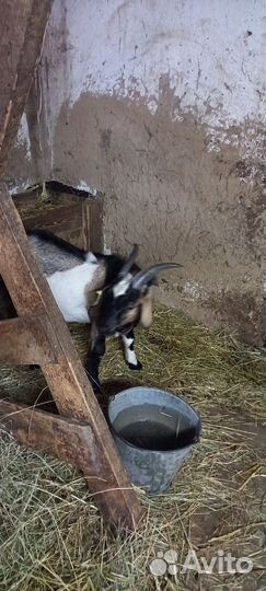 Нубийский козел