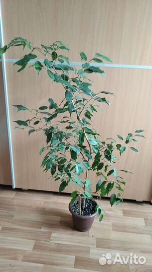Фикус бенджамина