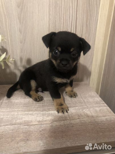 Отдам щенка в добрые руки