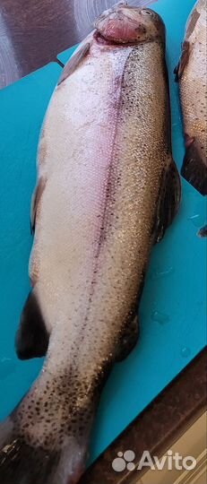 Форель свежемороженая. Свежая форель