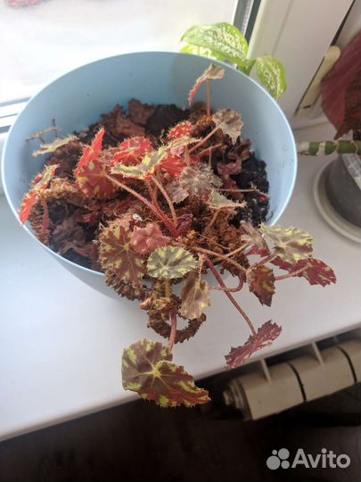 Комнатные цветы бесплатно