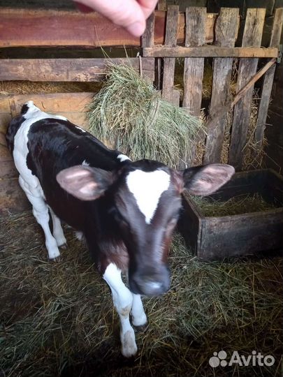 Продаётся телочка