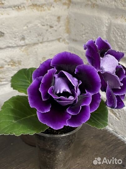 Глоксиния, сорт Deep Lake, детка