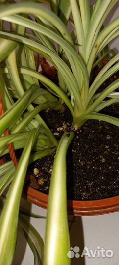 Хлорофитумы