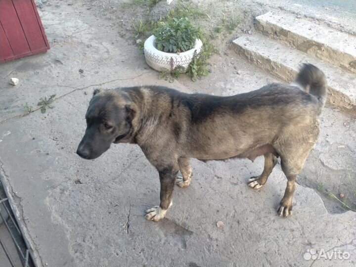 Собака в добрые руки