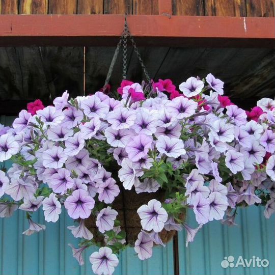 Вегетативная петуния