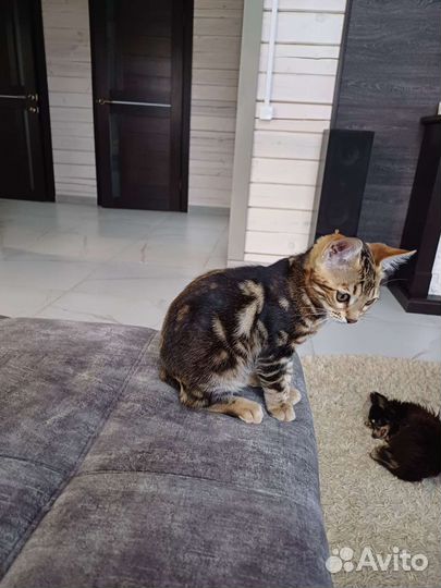 Бенгальскай котенок