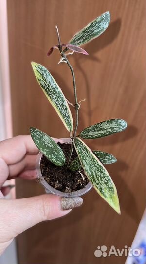 Хойи мелколистные2