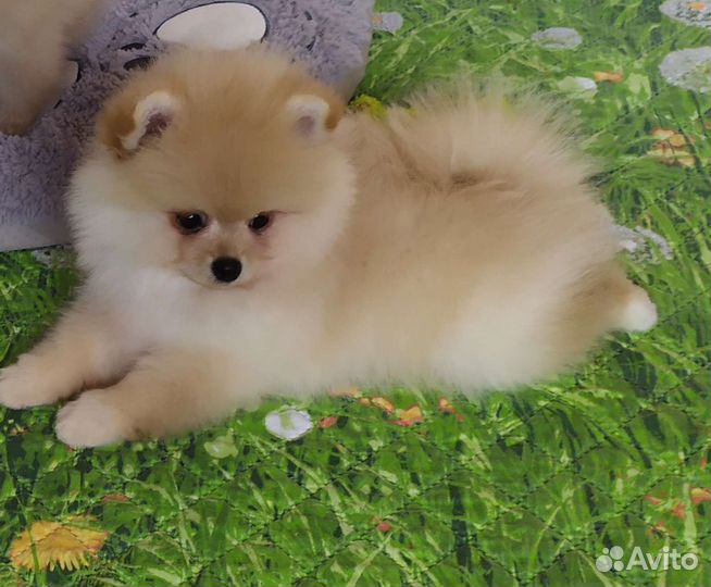 Идеальный мальчик РКФ