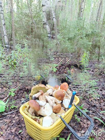 Черника свежая