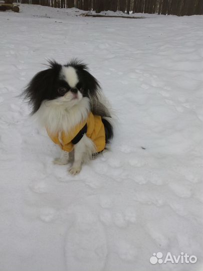 Японский хин