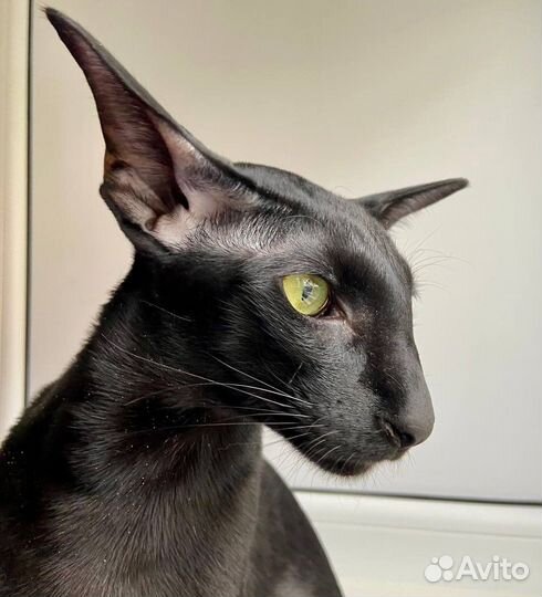 Передержка кошек