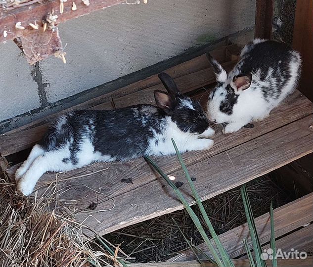 Кролики подрощенные