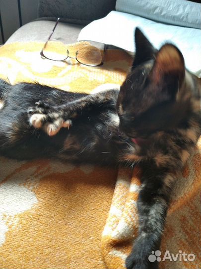Отдам котят в добрые руки
