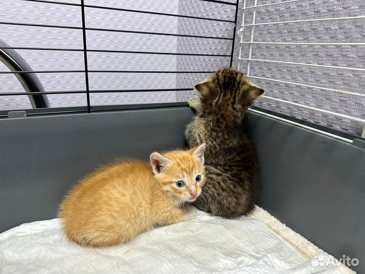 Кошки в добрые руки бесплатно