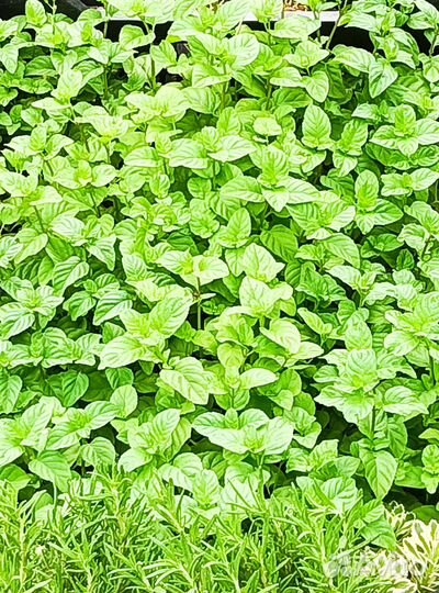 Лаванда, Розмарин, Тимьян