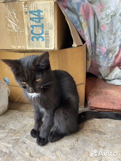 Отдам в добрые руки