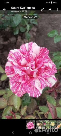 Саженцы розы