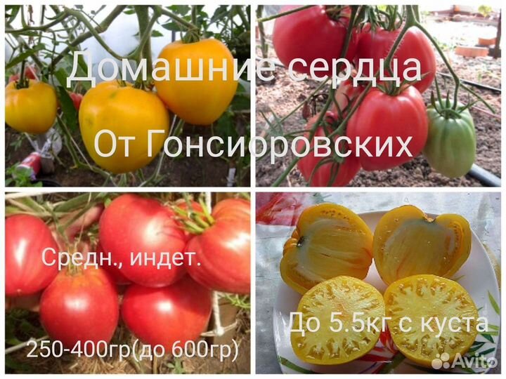 Семена Минусинских томатов