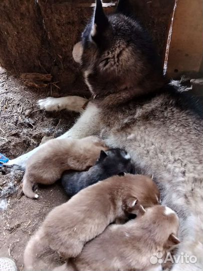 Сибирский хаски