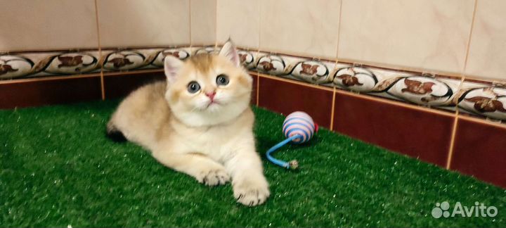 Золотая зеленоглазая шиншилла девочка