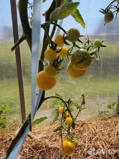 Семена коллекционных и редких томатов